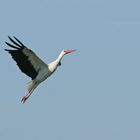 Weißstorch im Steigflug.