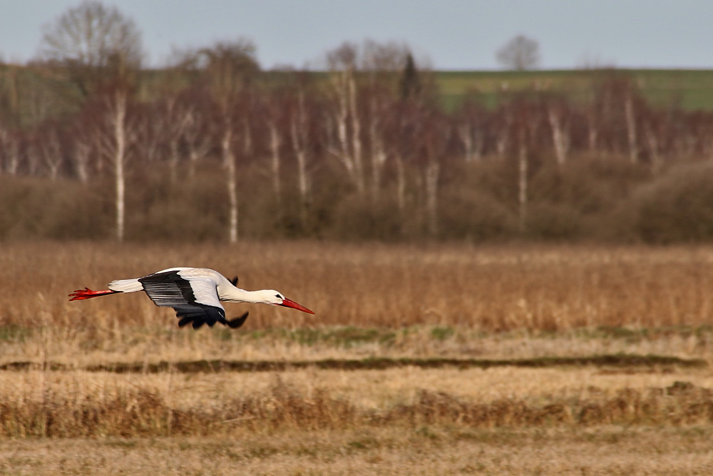 Weissstorch im Tiefflug am Federseegebiet