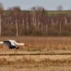 Weissstorch im Tiefflug am Federseegebiet