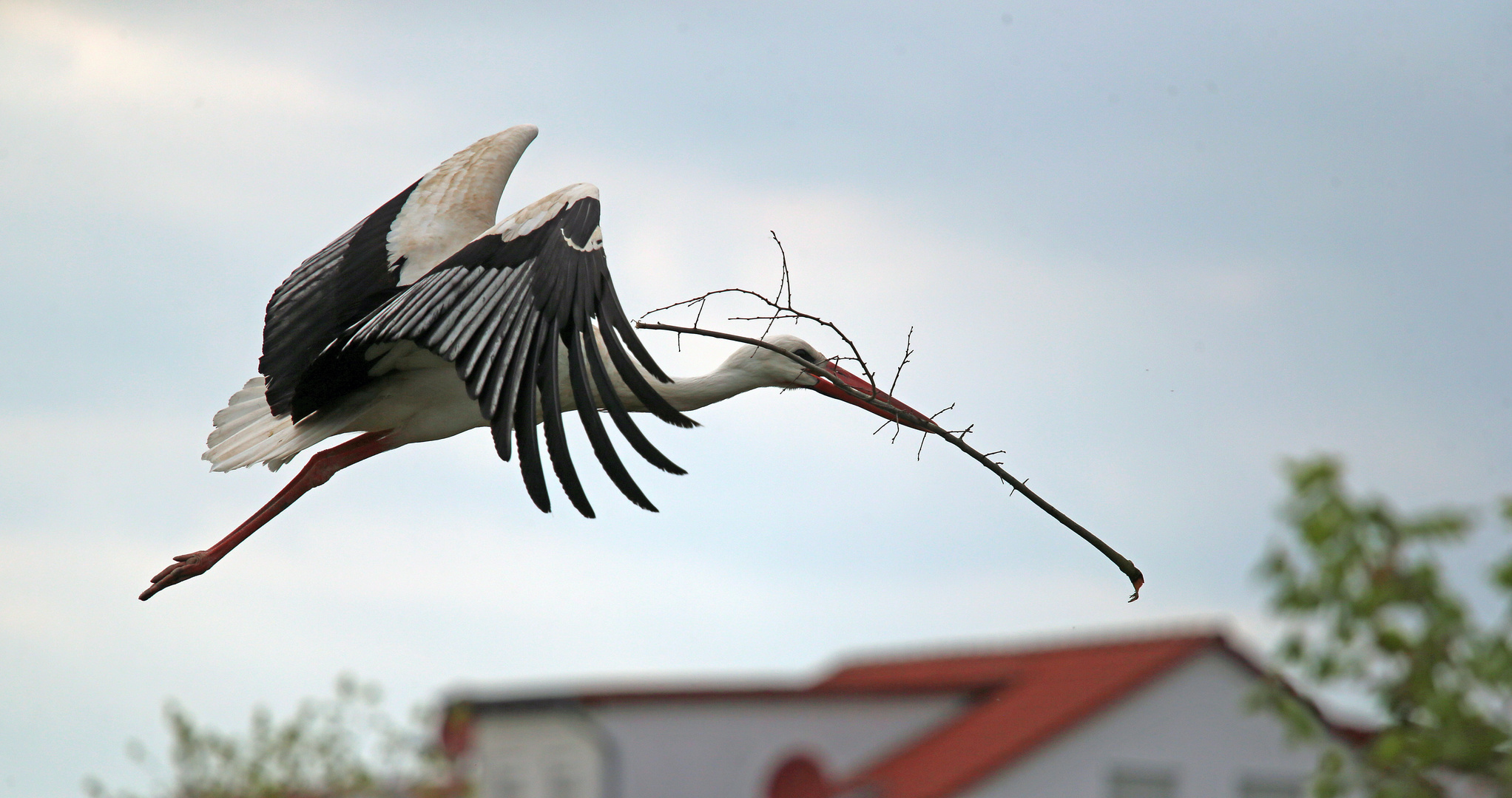 Weißstorch im Tiefflug mit Baumaterial