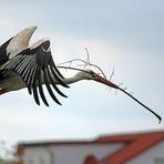 Weißstorch im Tiefflug mit Baumaterial