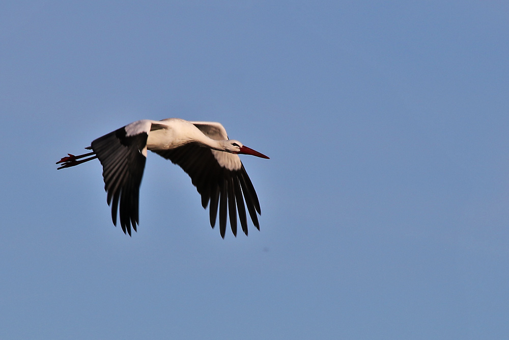 Weissstorch im Überflug