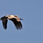 Weissstorch im Überflug