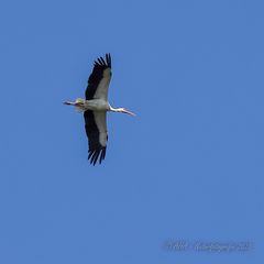 Weißstorch im Überflug