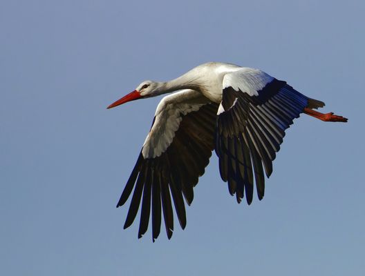 Weißstorch im Vorbeiflug