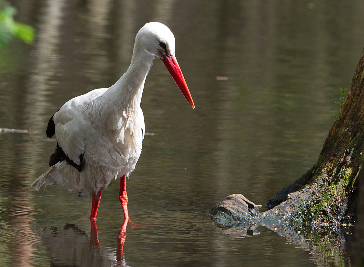 Weißstorch im Wasser