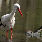 Weißstorch im Wasser