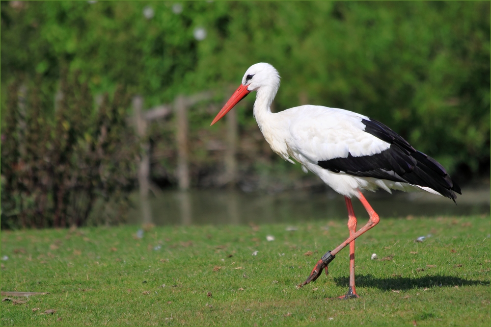 Weißstorch im Westenküstenpark