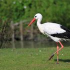 Weißstorch im Westenküstenpark