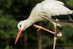 Weißstorch im Wildpark Poing