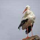 Weißstorch im Wind