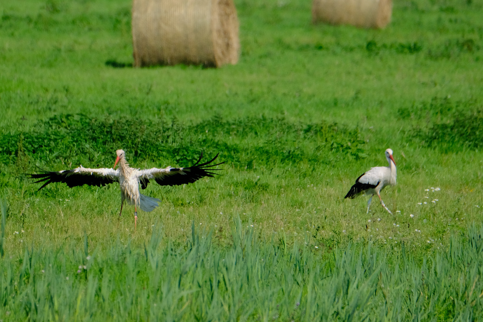 Weißstorch im Windkanal