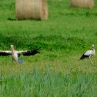 Weißstorch im Windkanal