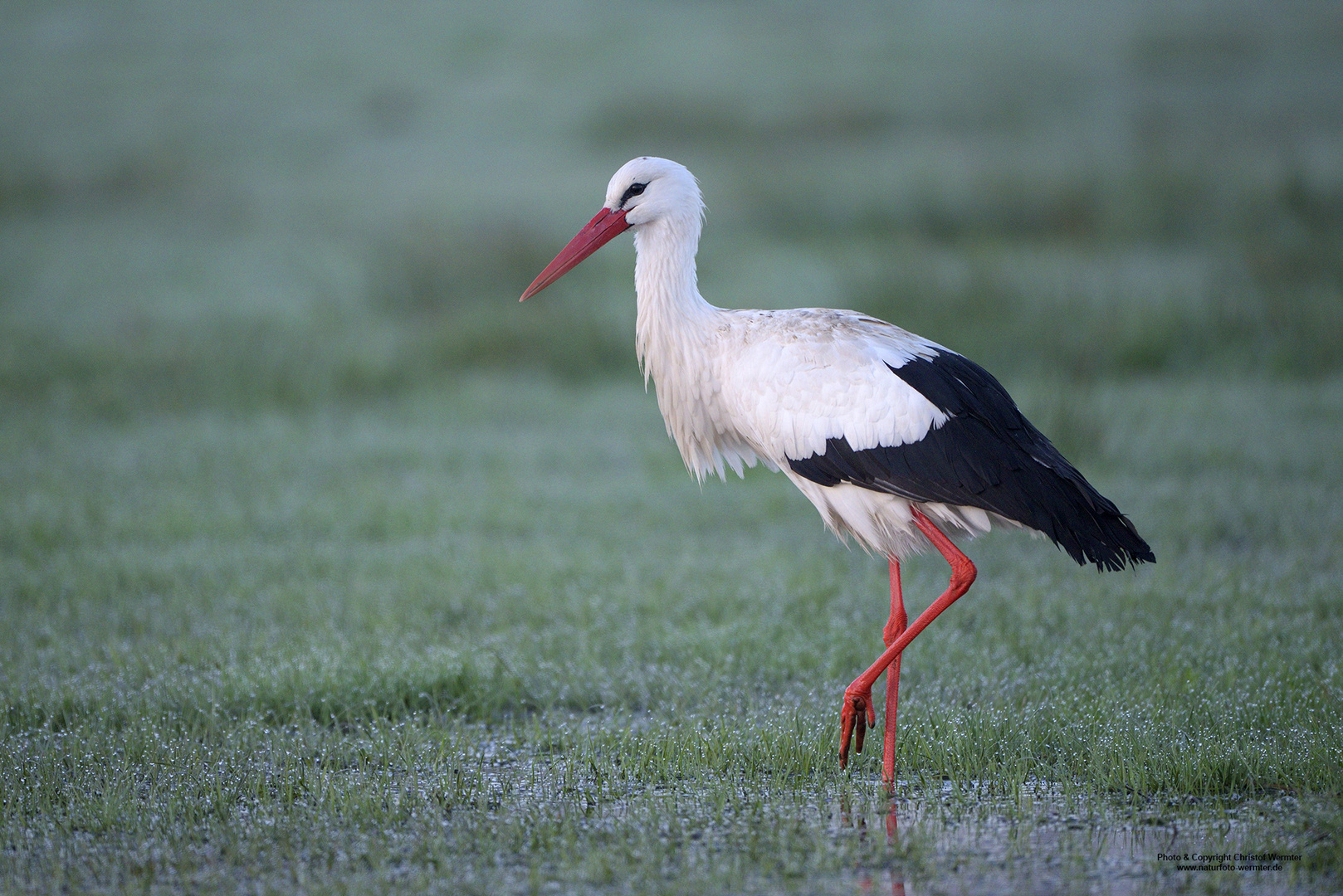 Weissstorch im Winter