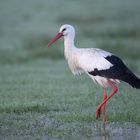 Weissstorch im Winter