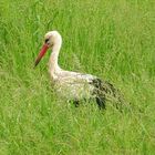 Weißstorch im Winterquartier im Krüger NP