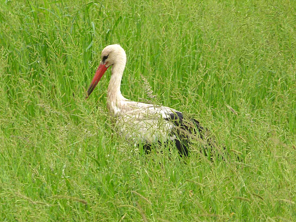 Weißstorch im Winterquartier im Krüger NP