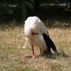 Weißstorch im Zoo Stöckheim