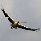 Weißstorch in Berkach fliegt mit 2 Ästen zum Nest