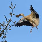 Weißstorch: In den Baum mit Baumaterial 02