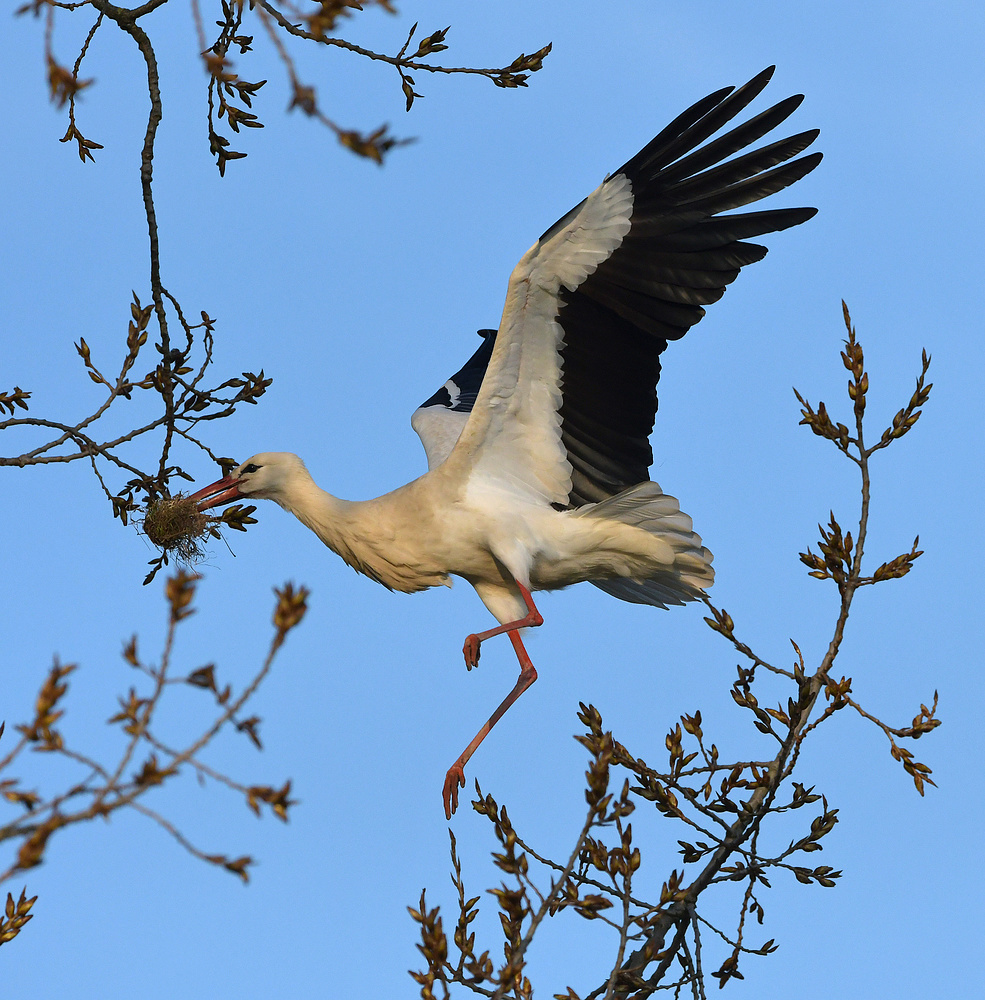 Weißstorch: In den Baum mit Baumaterial 03