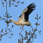 Weißstorch: In den Baum mit Baumaterial 03