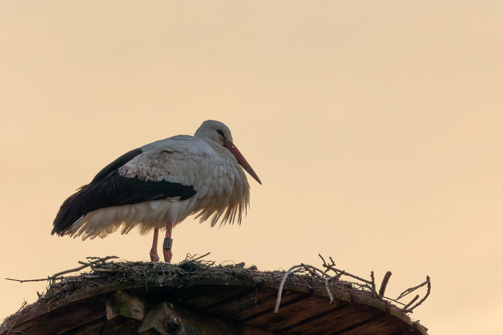 Weißstorch in der Abendsonne