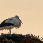 Weißstorch in der Abendsonne