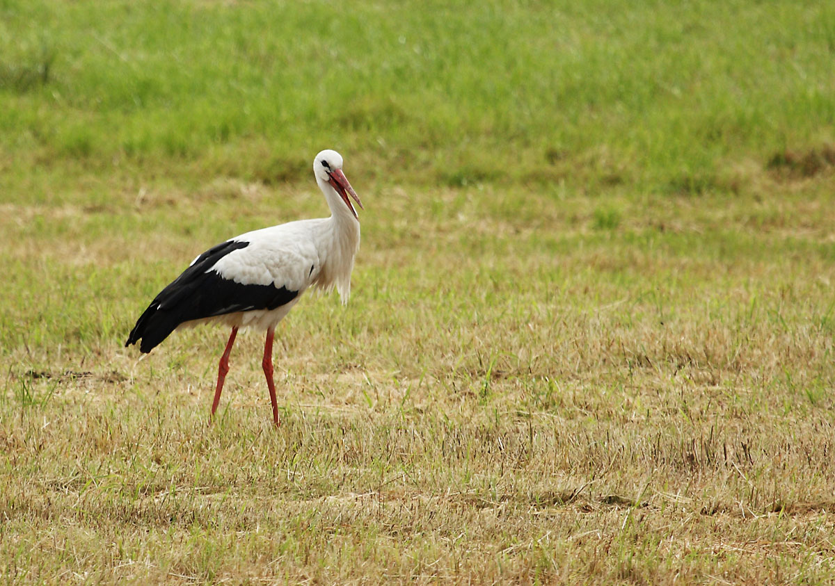 Weissstorch in der Rheinaue...