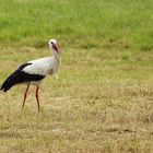 Weissstorch in der Rheinaue...