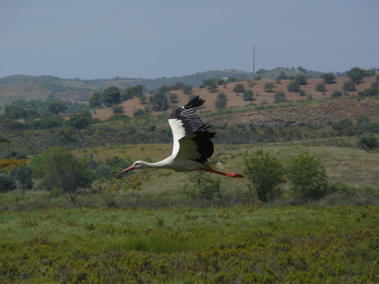 Weißstorch in Portugal