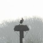 Weißstorch in seinem Nest