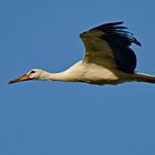 Weißstorch in voller Streckung.