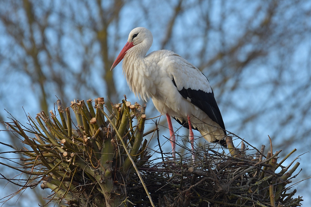 Weißstorch: Jetzt ist wieder genug Platz auf der Weide für das Nest