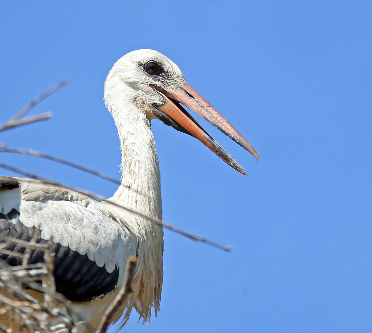 Weißstorch -Jungstorch-