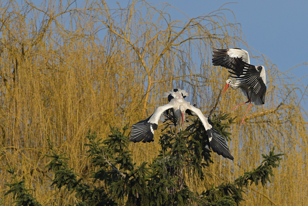 Weißstorch: Kampf ums Nest 07