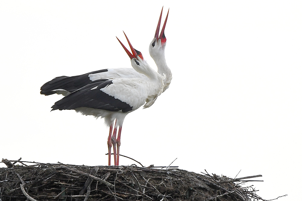 Weißstorch / Klapperstorch