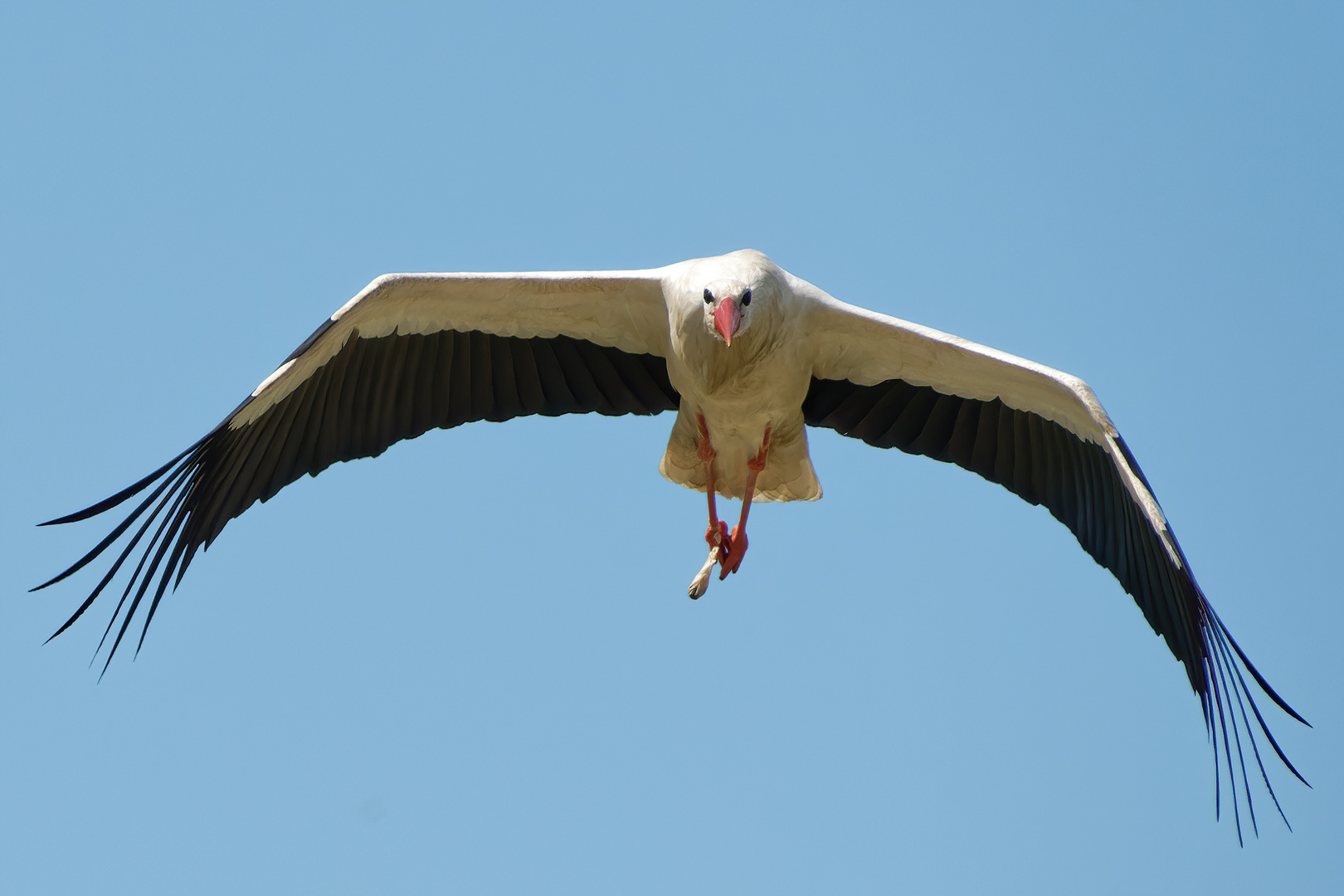 Weißstorch (Klapperstorch) mit Beute