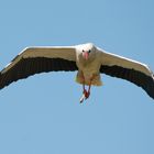 Weißstorch (Klapperstorch) mit Beute