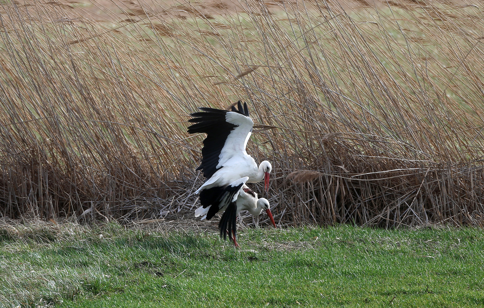 Weißstorch  -Kop_1_6-