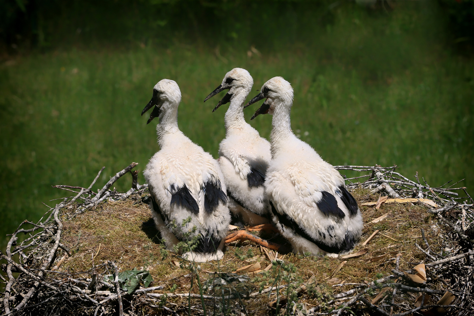 Weißstorch - Küken