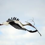 Weißstorch mit Baumaterial fürs Nest