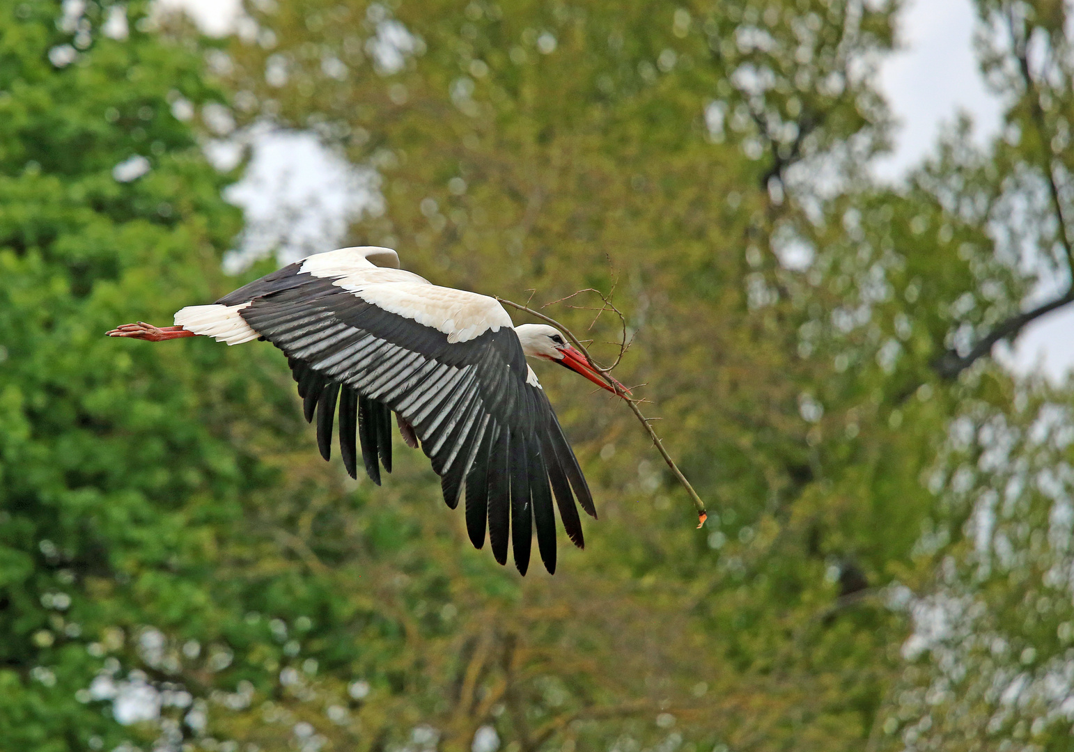 Weißstorch -Mit Baumaterial im Anflug aufs Nest-