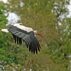 Weißstorch -Mit Baumaterial im Anflug aufs Nest-