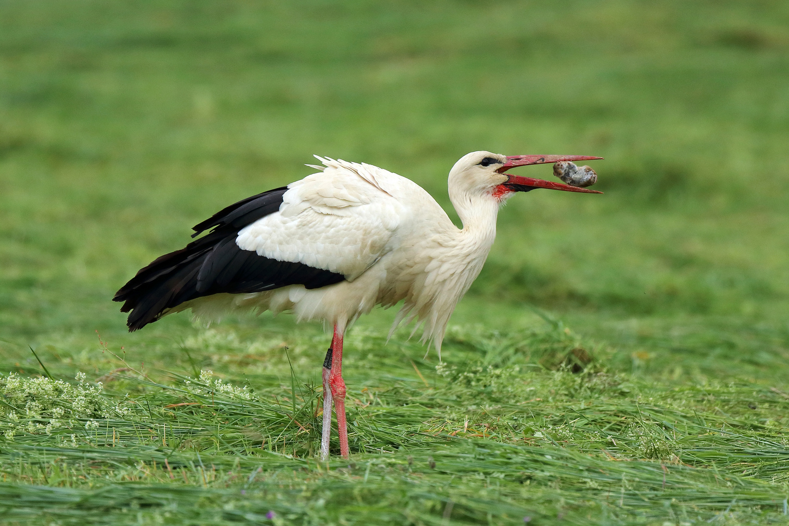 Weißstorch mit Beute