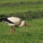 Weißstorch mit Beute