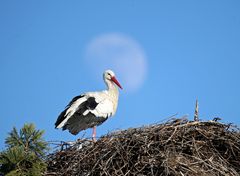 Weißstorch mit Heiligenschein?