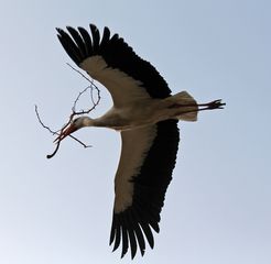 Weißstorch mit Material zum Nestbau