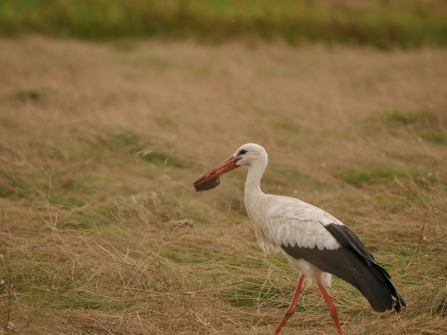 Weißstorch mit Maulwurf