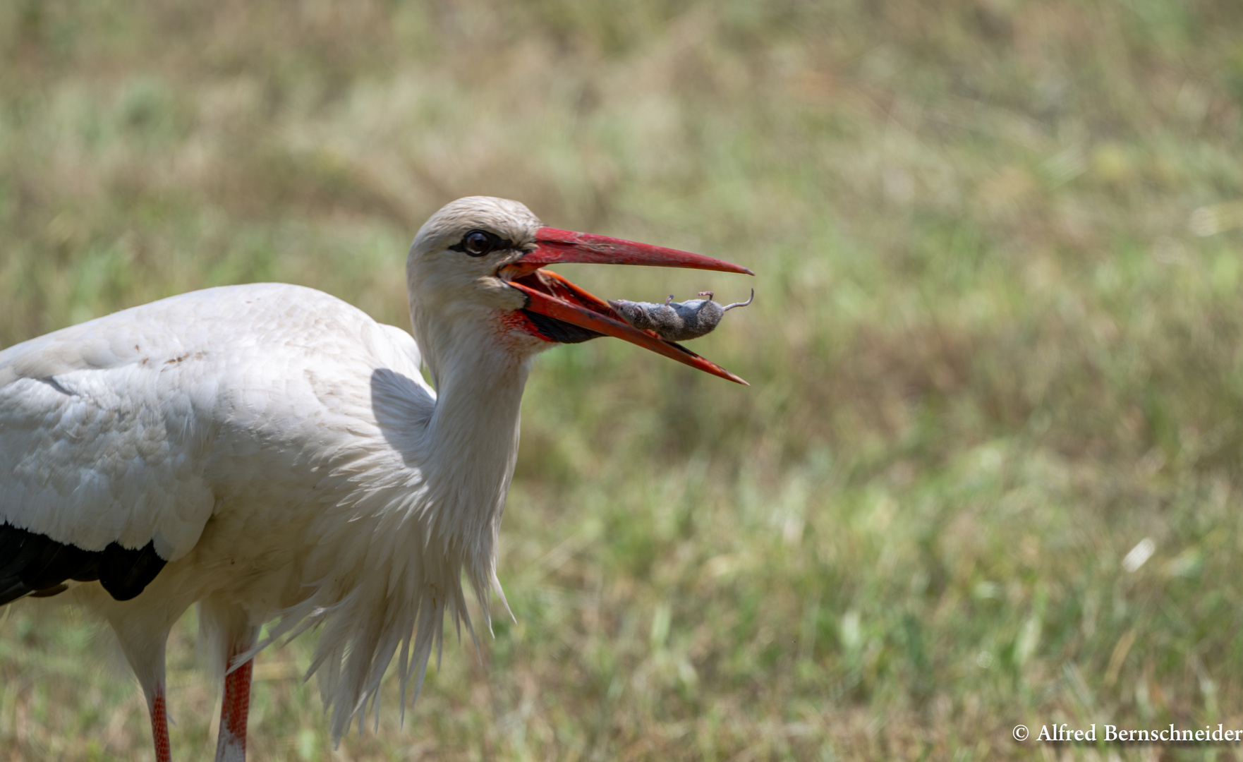 Weissstorch mit Maus